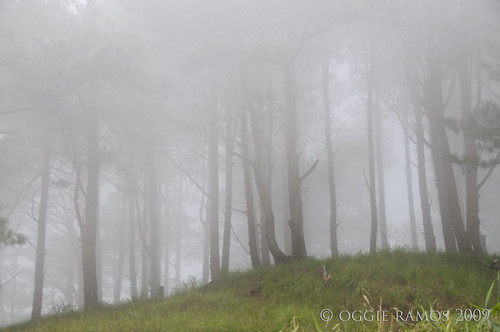 Nueva Vizcaya Salacsac Foggy Forest