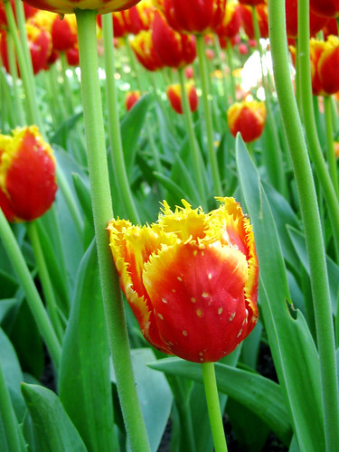 Tulips ("Davenport")