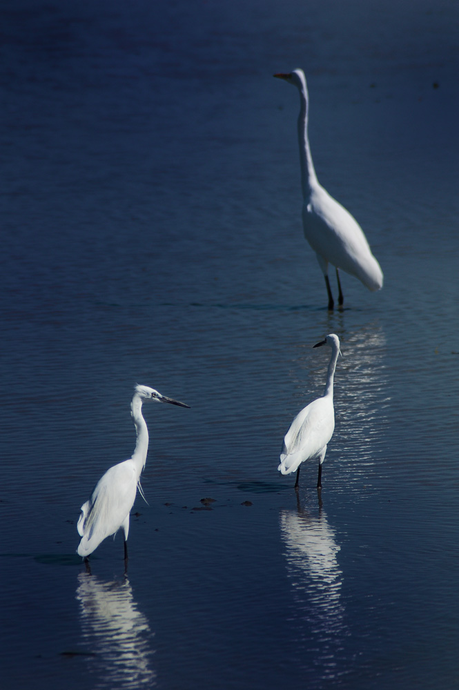 Egrets of Candaba