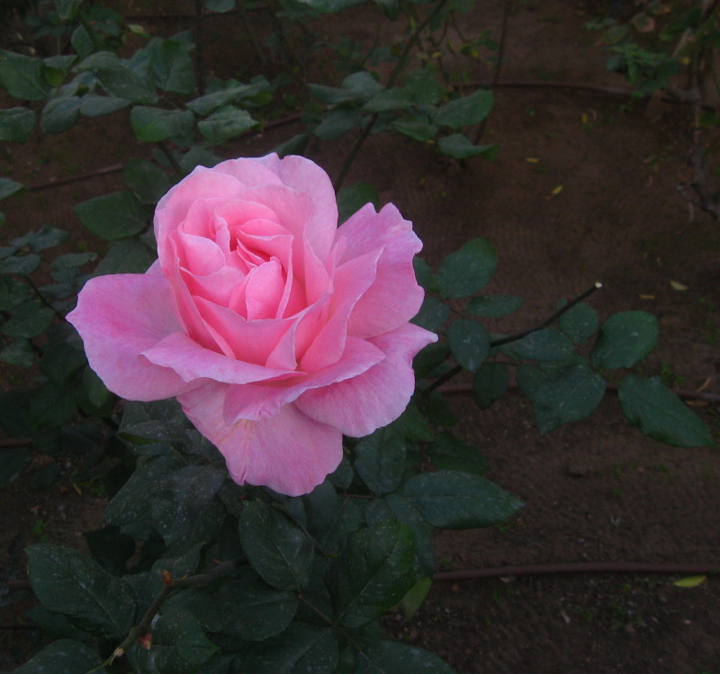 31-1-2009-rose