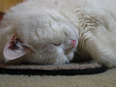 Sleeping Cat: closer