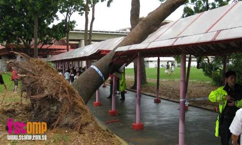 Uprooted tree rests precariously on sheltered linkway