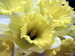 Daffodil (120/365)