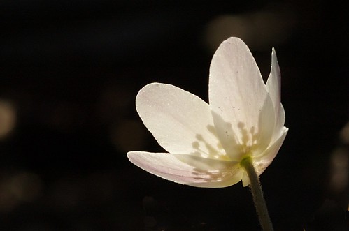 Anemone nemorosa - Bosanemoon, Wood anemone