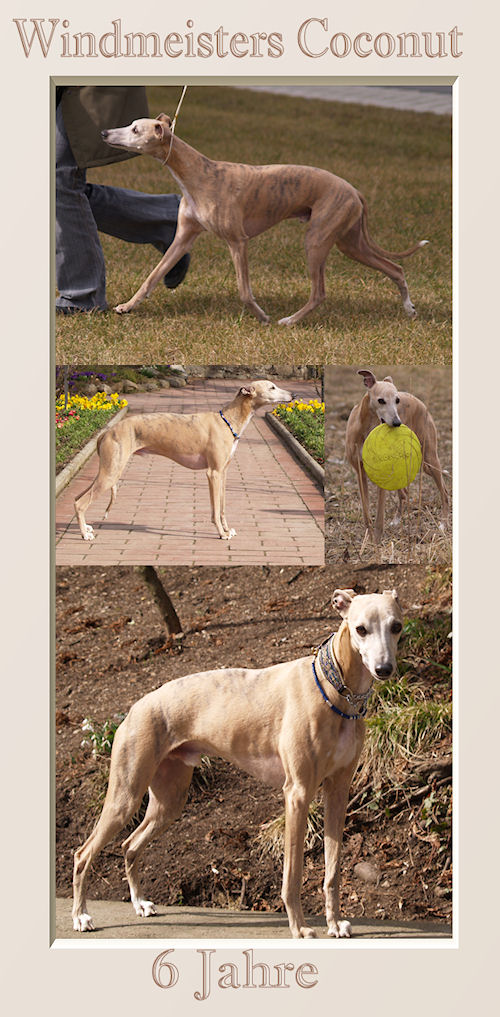 Windmeisters Coconut (Coco) Animagi Whippets