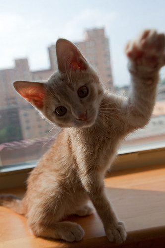 フリー画像 動物写真 哺乳類 ネコ科 猫 ネコ 子猫 チャトラ 猫パンチ フリー素材 画像素材なら 無料 フリー写真素材のフリーフォト