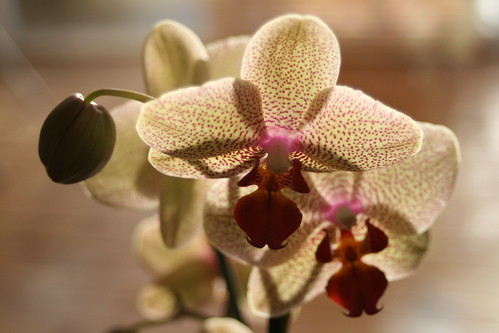 Orkidé