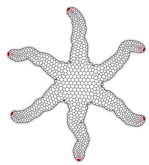 generative starfish