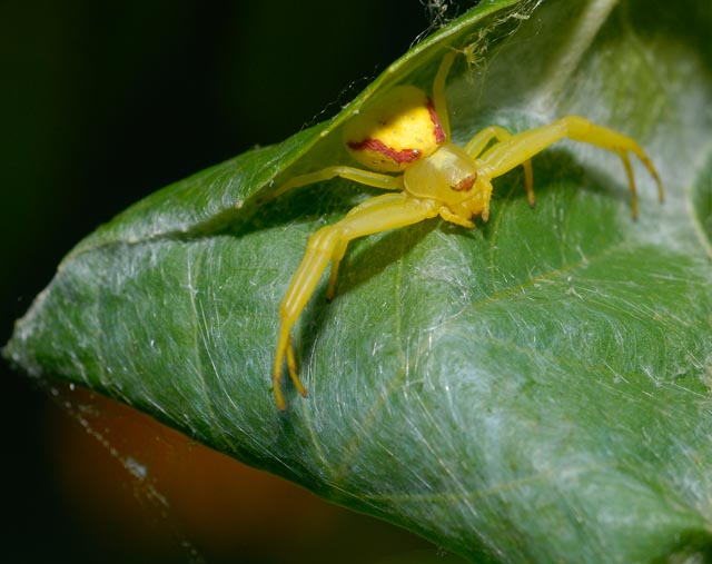 Spider on Leaf