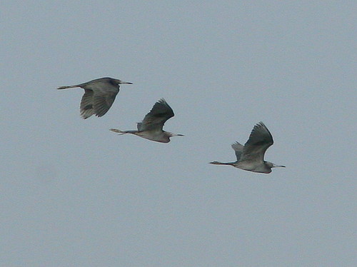 Distant Little Blue Herons 20090321