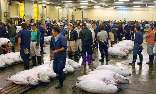 the tuna auction, tsukiji fish market