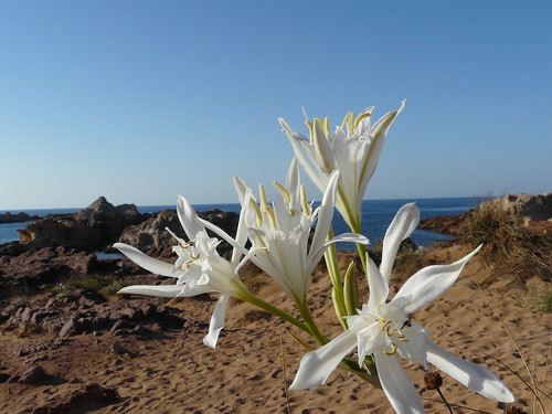 flor de platja
