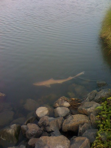 Shark at Forsythe NWR