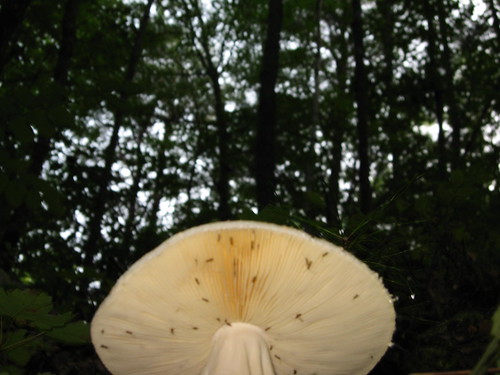 Mushroom.. Ft. Mtn Georgia