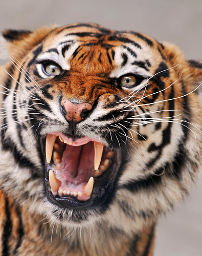  フリー画像| 動物写真| 哺乳類| ネコ科| 虎/トラ|       フリー素材| 