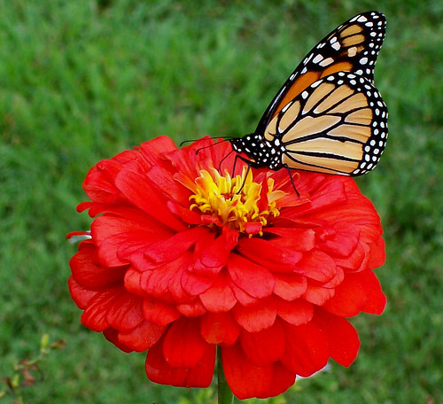 Beautiful Viceroy Butterfly on Flower