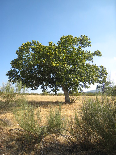 Chestnut trees in Portugal