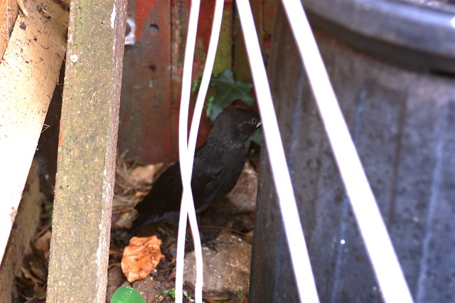 Young jackdaw trying to hop behind a bin to hide
