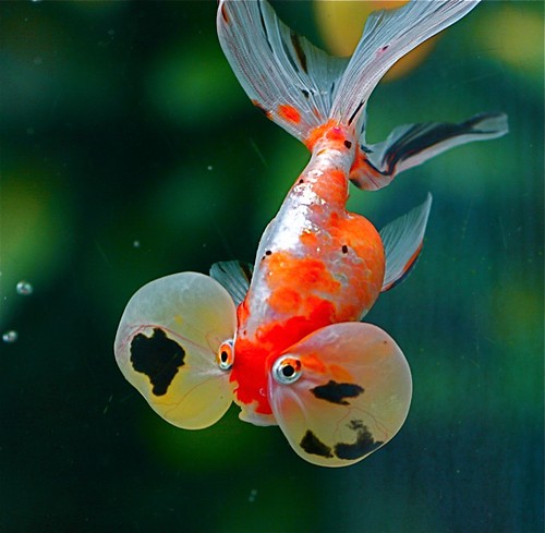 Bubble-eyed Goldfish