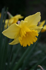 73/365 daffodils everywhere