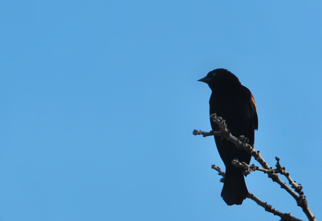 Bird noir
