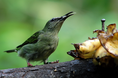 Bird eating banana