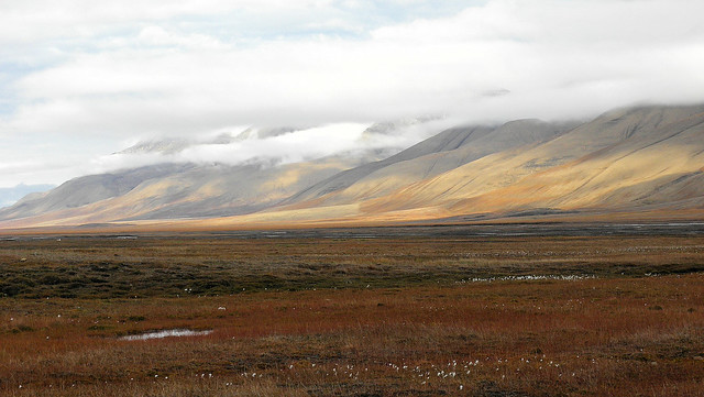 Svalbard, tundra landscape