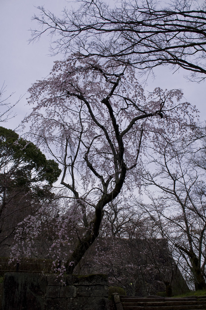 桜 / Cherry Blossom