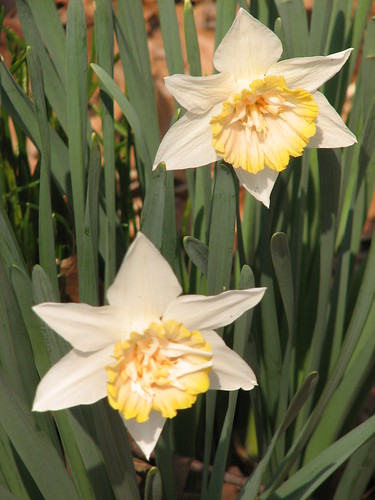 Narcissus Petit Four