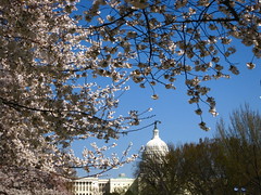 Capitol and Blossoms