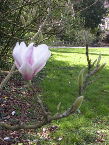 magnolia tree alexandrina
