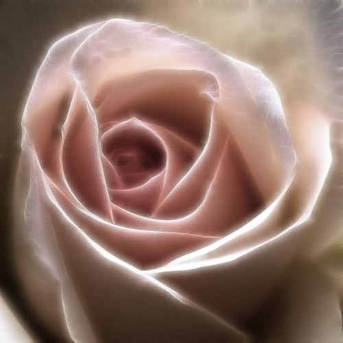 Pale Pink Rose Fractalius by ladyinpurple
