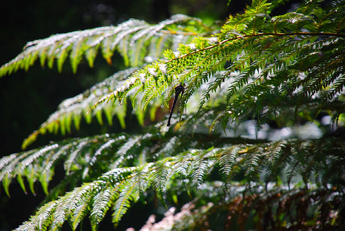 Kauri Forest, New Zealand