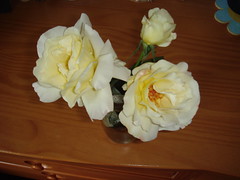 The white rose bush lives to produce more flowers