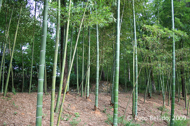 Árboles de bambú en Anji. © Paco Bellido, 2009