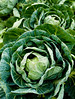 vegetables - organic _ brussels sprout by dgilder