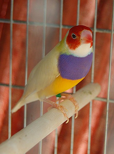 Finches In Florida. yellow male Gouldian finch