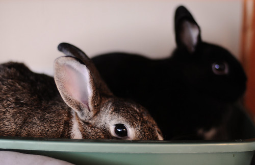 You gotta admit, the bunnies are pretty cute.