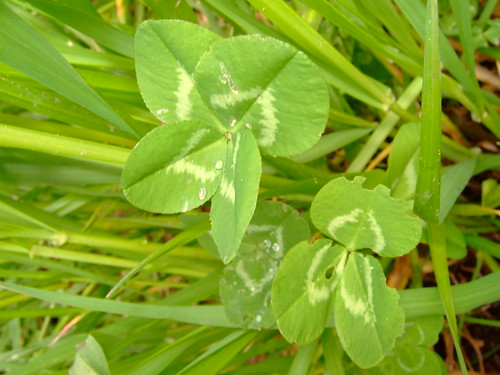 Red Patch With White Four Leaf Clover
