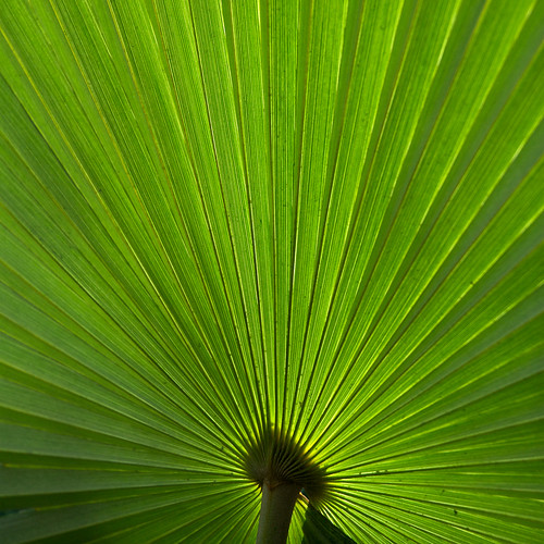 Saw Palmetto leaf by topendsteve