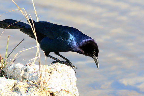 Boat-tailed Grackle 20090326
