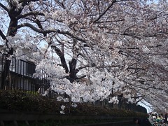 野川の桜3