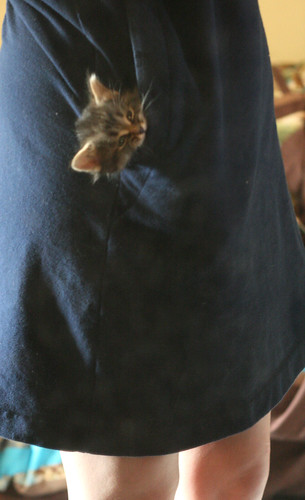 kitten pocket