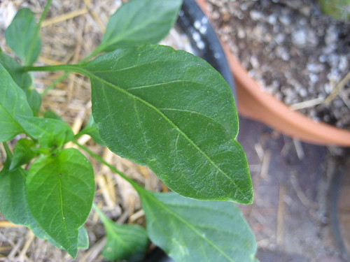 deformed pepper leaf