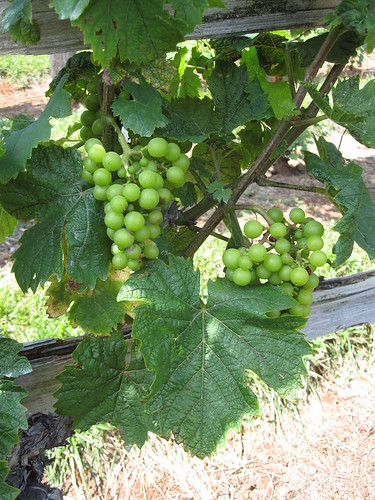 Jefferson's grapes