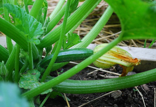 female zucchini flower 2