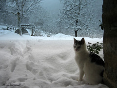 I'm waiting for you, guys! It's still snowing!!! by Xena*best friend*