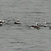 oldsquaw ducks in Friar's Bay, Campobello, Feb. 1st
