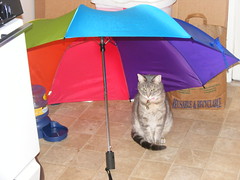Xena under umbrella