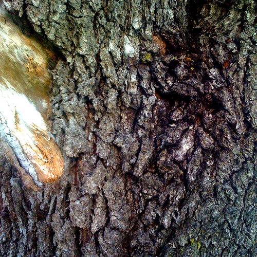 Tree Bark (iPPPD #2)